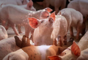 生産者の規模を選ばない、先進の飼料生産が可能